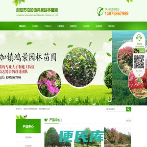造型罗汉松