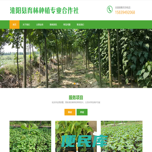 楸树批发