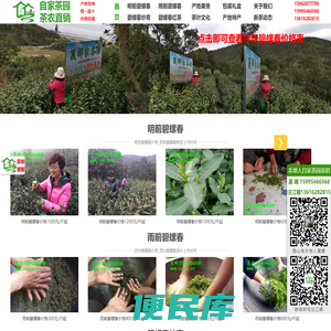 苏州碧螺春