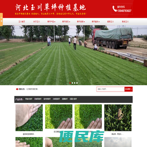 玉川草坪种植基地,常年供应,早熟禾草坪,草籽,草坪,高羊茅草坪,混播草坪,四季青草坪,百慕大草坪,剪股颖草坪,果岭草,黑麦草混播