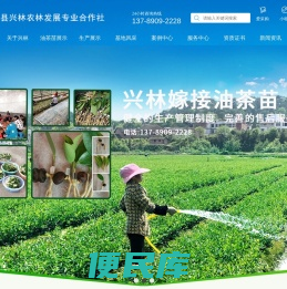 高产油茶苗基地