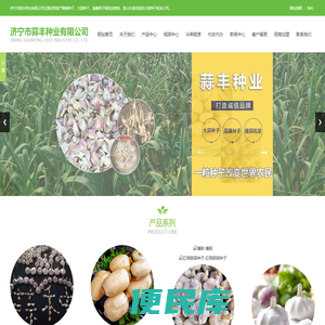 山东大蒜种子,大蒜种子培育基地,莲藕种子,价格,批发,济宁市蒜丰种业有限公司