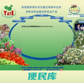 亚特金银花网