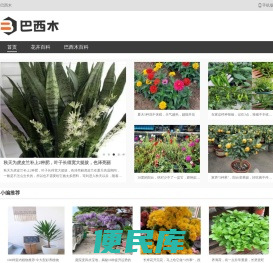 巴西木