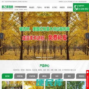 银杏苗