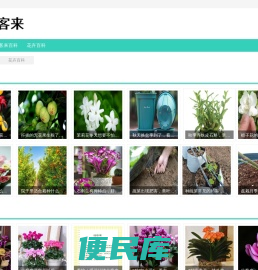 仙客来