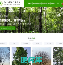 河北围场天意苗木基地