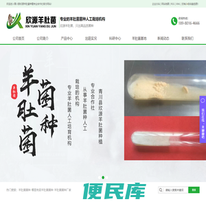 羊肚菌菌种