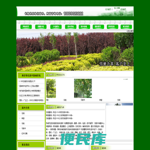 龙柏价格