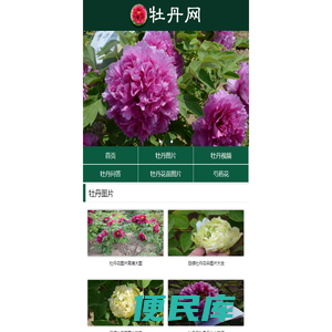 牡丹花开