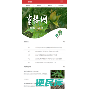 重楼的功效与作用