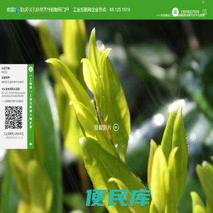 临翔区邦东古树茶