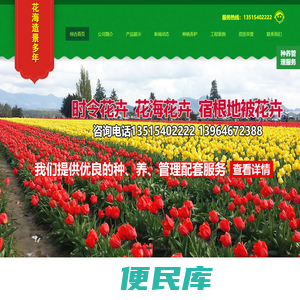 花海专用花卉