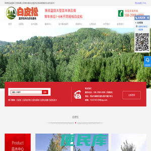 蓝田白皮松苗木基地