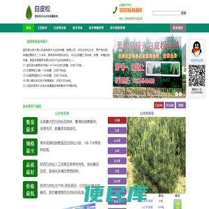 白皮松