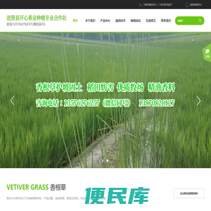 江西香根草网