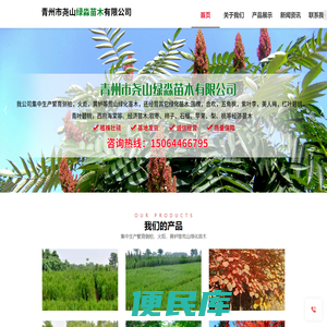 侧柏系列和黄栌系列以及火炬系列厂家