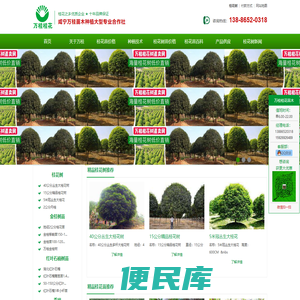 桂花树