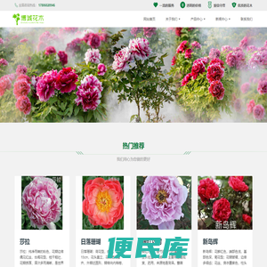 批发牡丹芍药树苗园林绿化