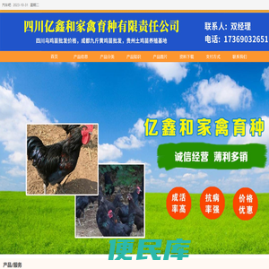 四川乌鸡苗批发价格，成都九斤黄鸡苗批发，贵州土鸡苗养殖基地