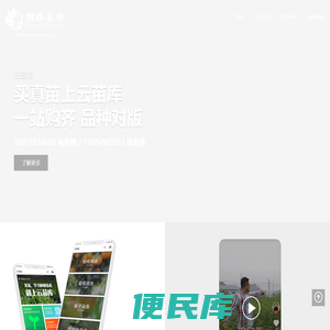 油茶苗