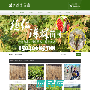 刺老包苗