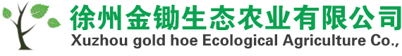 银杏树价格