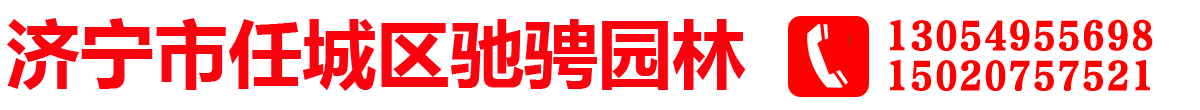 法桐