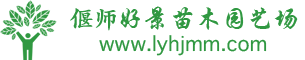大叶黄杨价格