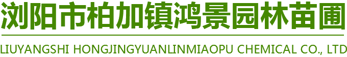 造型罗汉松
