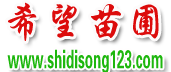 湿地松价格