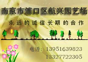 广玉兰