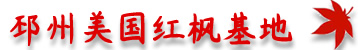 美国红枫价格