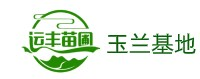 广玉兰