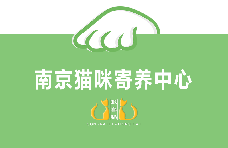 猫咪寄养
