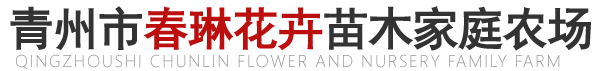 青州时令草花、宿根花卉及绿化苗木等花卉苗木供应