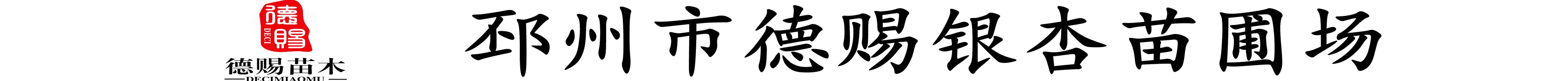 【邳州市德赐银杏苗圃场】【景弘生态】【银杏树】【焕景银杏】银杏树