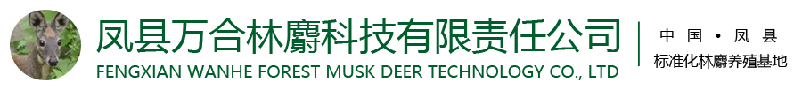 林麝养殖丨麝香丨林麝养殖加盟丨林麝基地