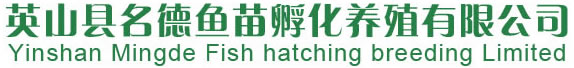 罗非鱼鱼苗
