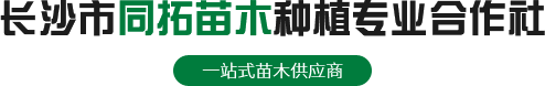 罗汉松,桂花树,红继木桩,罗木石楠桩,红叶石楠
