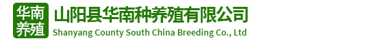 白芨苗