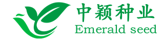草坪种子