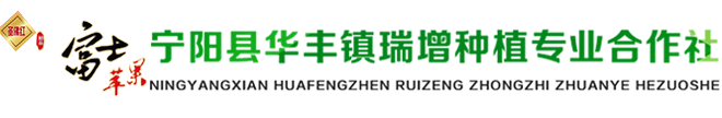 泰安西红柿批发
