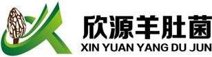 羊肚菌菌种