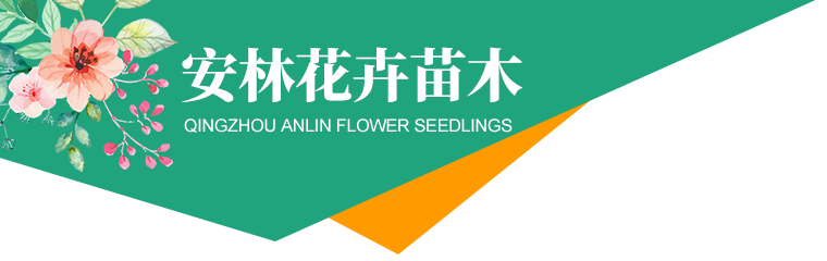 青州市安林花卉苗木种植有限公司,花卉,低温花草,草花系列,绿化苗木,宿根花卉,菊花系列,水生系列,节日观赏花,盆栽花卉,月季系列