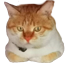 大橘