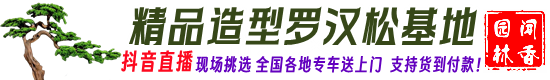 精品造型罗汉松