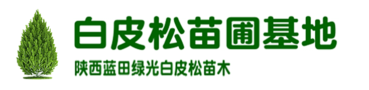 白皮松