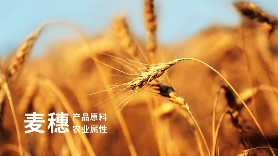 小麦粉加工，五原县欣敏食品有限责任公司