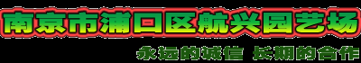 雪松价格